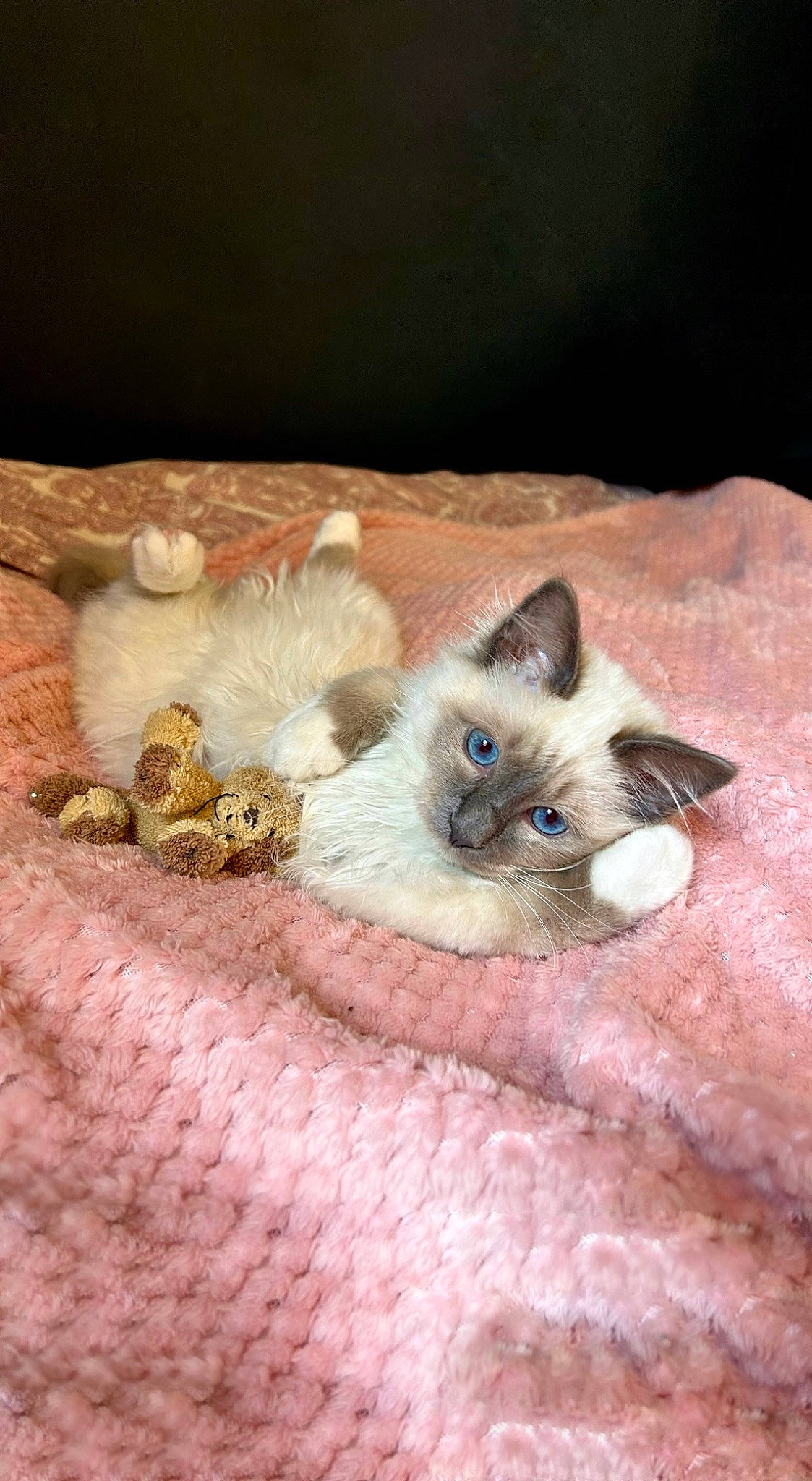 Monsieur Léon participe au concours pour gagner de l'argent avec cette photo : balinese, birman, carnivore, cat, claw, fawn, felidae, fur, siamese, small_to_medium_sized_cats, snout, tail, thai, whiskers