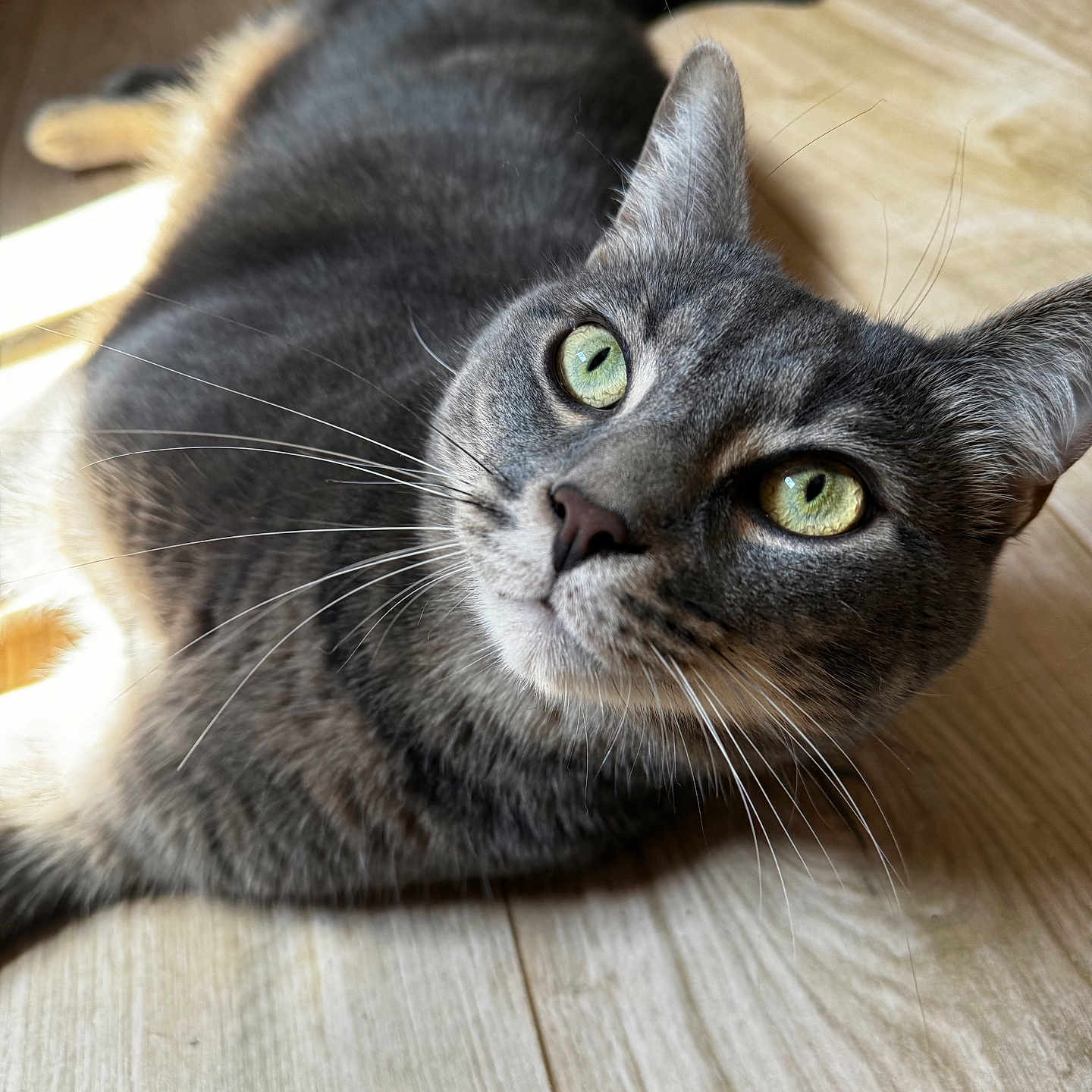 Pyxou participe au concours pour gagner de l'argent avec cette photo : animal, cat, close_up, curious, cute, domestic_cat, feline, floor, fur, gray_cat, green_eyes, indoor, looking_up, lying_down, pet, relaxed, sunlight, tabby, whiskers, wooden_floor