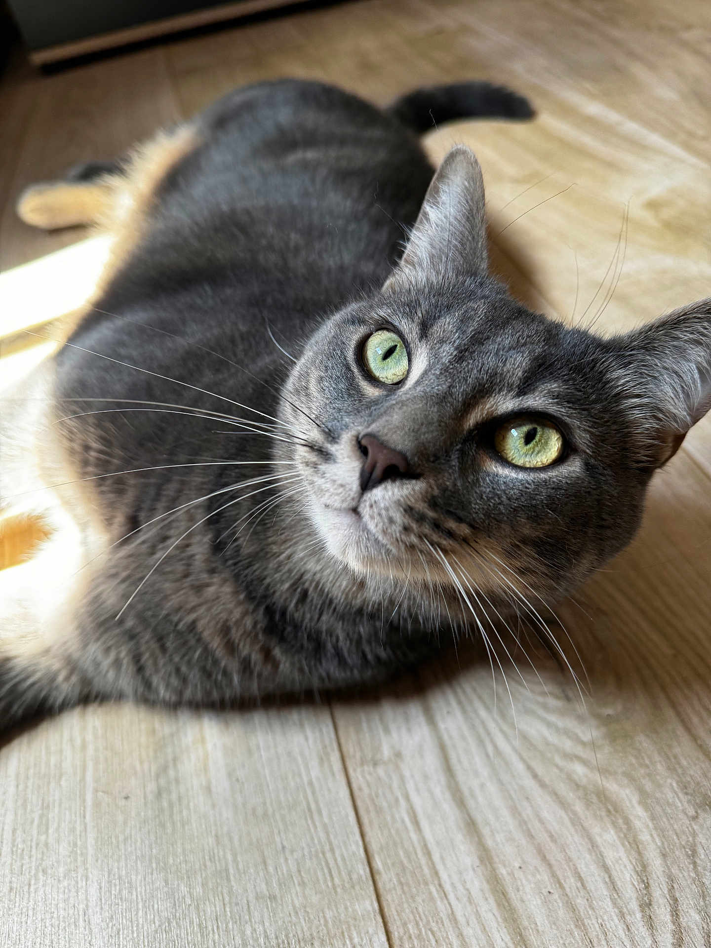 Pyxou participe au concours pour gagner de l'argent avec cette photo : cat, gray_cat, tabby, green_eyes, whiskers, floor, wooden_floor, pet, animal, feline, close_up, indoor, sunlight, relaxed, lying_down, cute, fur, domestic_cat, looking_up, curious
