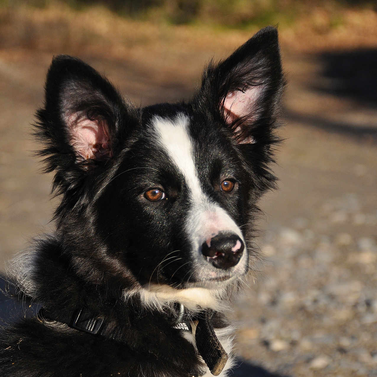 Laïka participe au concours pour gagner de l'argent avec cette photo : accessories, animal, canine, cockerspaniel, collie, dog, eskimodog, face, germanshepherd, head, husky, leash, papillon, person, pet, puppy, strap, terrier