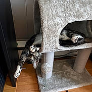 Hazel joined the competition — help win amazing prizes! cat, kitten, tabby_cat, paws, cat_tree, pet, indoor, wooden_floor, plush, scratching_post, whiskers, playful, peekaboo, stretching, cozy, furniture, adorable, relaxed, fur, home