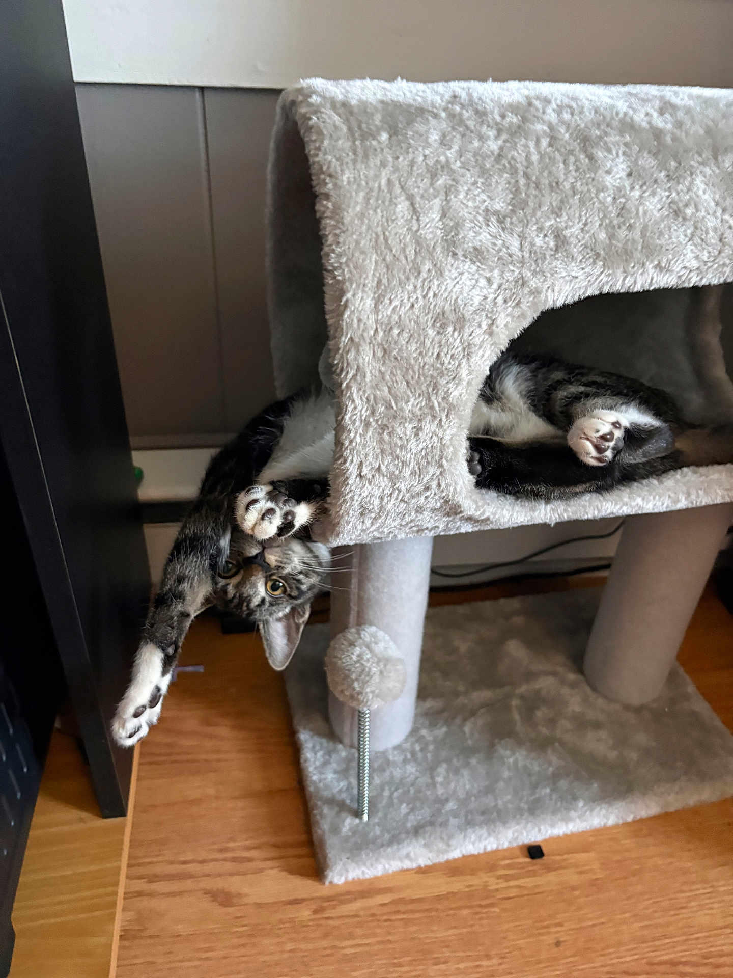 Hazel joined the competition — help win amazing prizes! cat, kitten, tabby_cat, paws, cat_tree, pet, indoor, wooden_floor, plush, scratching_post, whiskers, playful, peekaboo, stretching, cozy, furniture, adorable, relaxed, fur, home