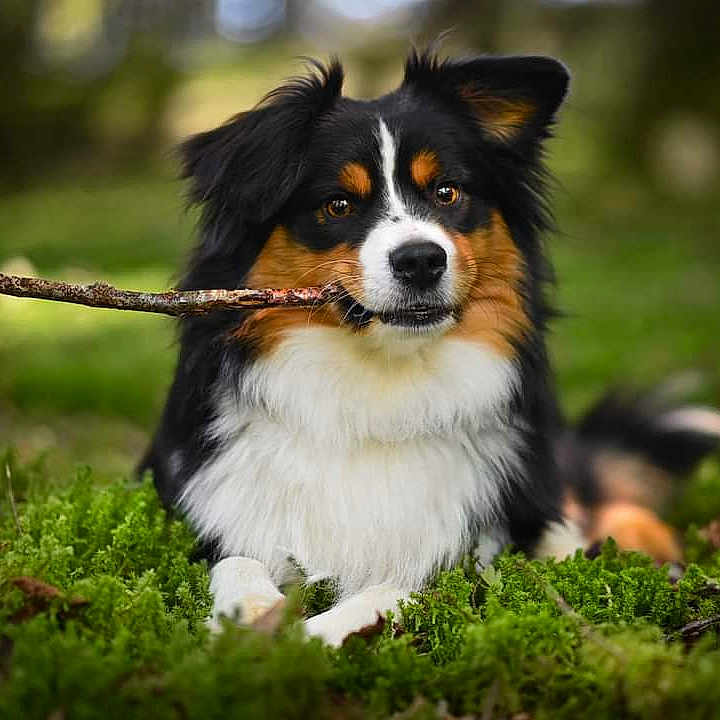 Ulysse a rejoint le concours — aidez-le/la à gagner de superbes lots ! adorable, animal, background_blur, canine, closeup, cute, dog, forest, fur, grass, lying_down, moss, nature, outdoor, pet, playful, smiling, stick, tricolor, wildlife