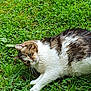 cat, tabby_cat, white_cat, grass, greenery, outdoor, pet, animal, fur, playful, curious, nature, mammal, whiskers, paws, lying_down, resting, closeup, daylight, leaf