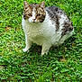 Grizzly participe au concours pour gagner de l'argent avec cette photo : cat, tabby, white_fur, animal, pet, grass, outdoor, nature, alert, fur, whiskers, ears, mammal, greenery, sitting, curious, closeup, daylight, ground, garden
