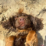 Rufus is registered to the contest to win money with this photo: dog, brown, sand, lying_down, outdoor, sunlight, pet, relaxed, curly_fur, closeup, canine, animal, nature, happy, sleepy, paw, beach, fluffy, cute, portrait