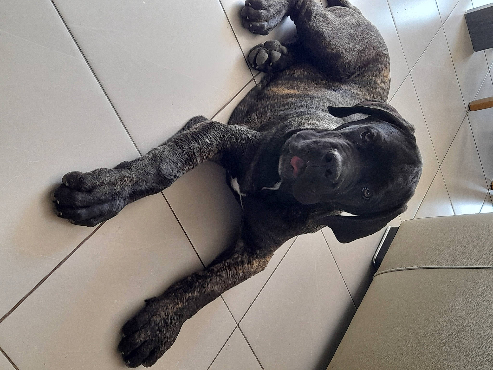 Ulster a rejoint le concours — aidez-le/la à gagner de superbes lots ! art, elbow, flooring, foot, fur, glove, human_leg, knee, metal, personal_protective_equipment, room, sculpture, selfie, snout, tail, thigh, visual_arts, wire, wrist