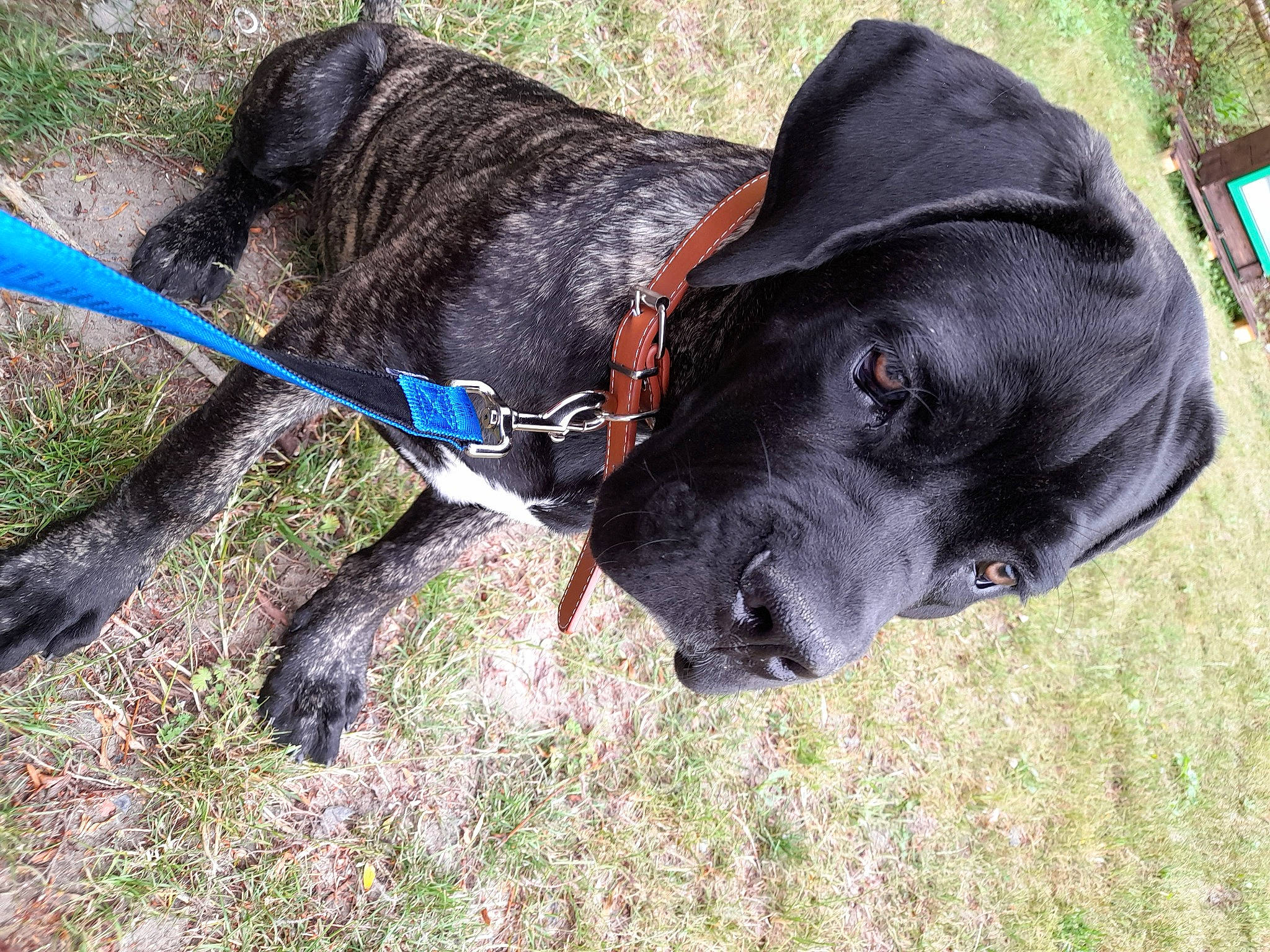 Ulster a rejoint le concours — aidez-le/la à gagner de superbes lots ! borador, canidae, carnivore, collar, companion_dog, dog, dog_breed, dog_collar, dog_supply, electric_blue, fashion_accessory, fur, grass, gun_dog, leash, liver, pet_supply, plant, sporting_group, working_animal