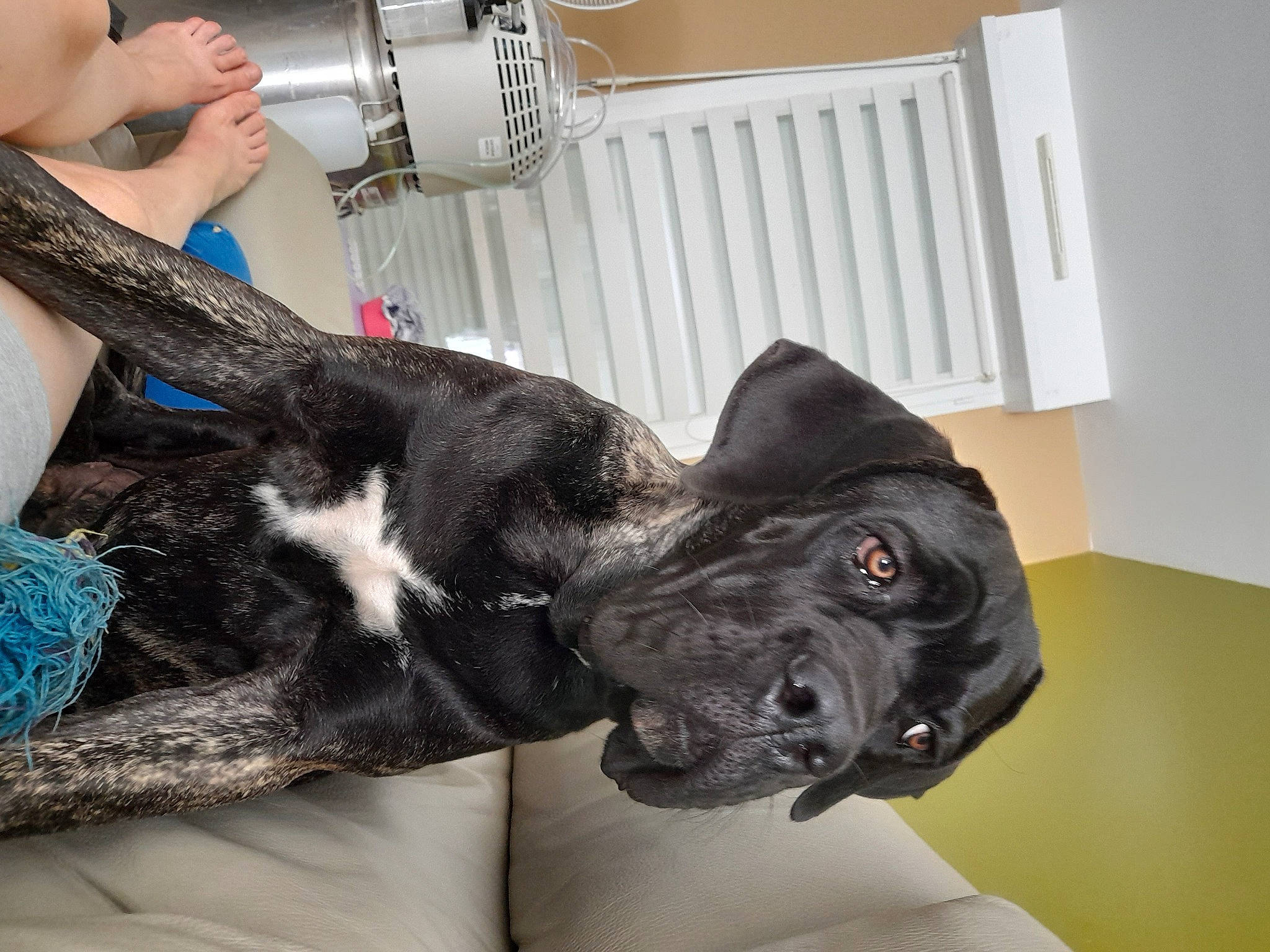 Ulster participe au concours pour gagner de l'argent avec cette photo : canidae, carnivore, collar, comfort, companion_dog, dog, dog_breed, dog_collar, ear, elbow, fawn, fur, gesture, human_leg, snout, sporting_group, tail, thigh, working_animal, wrist