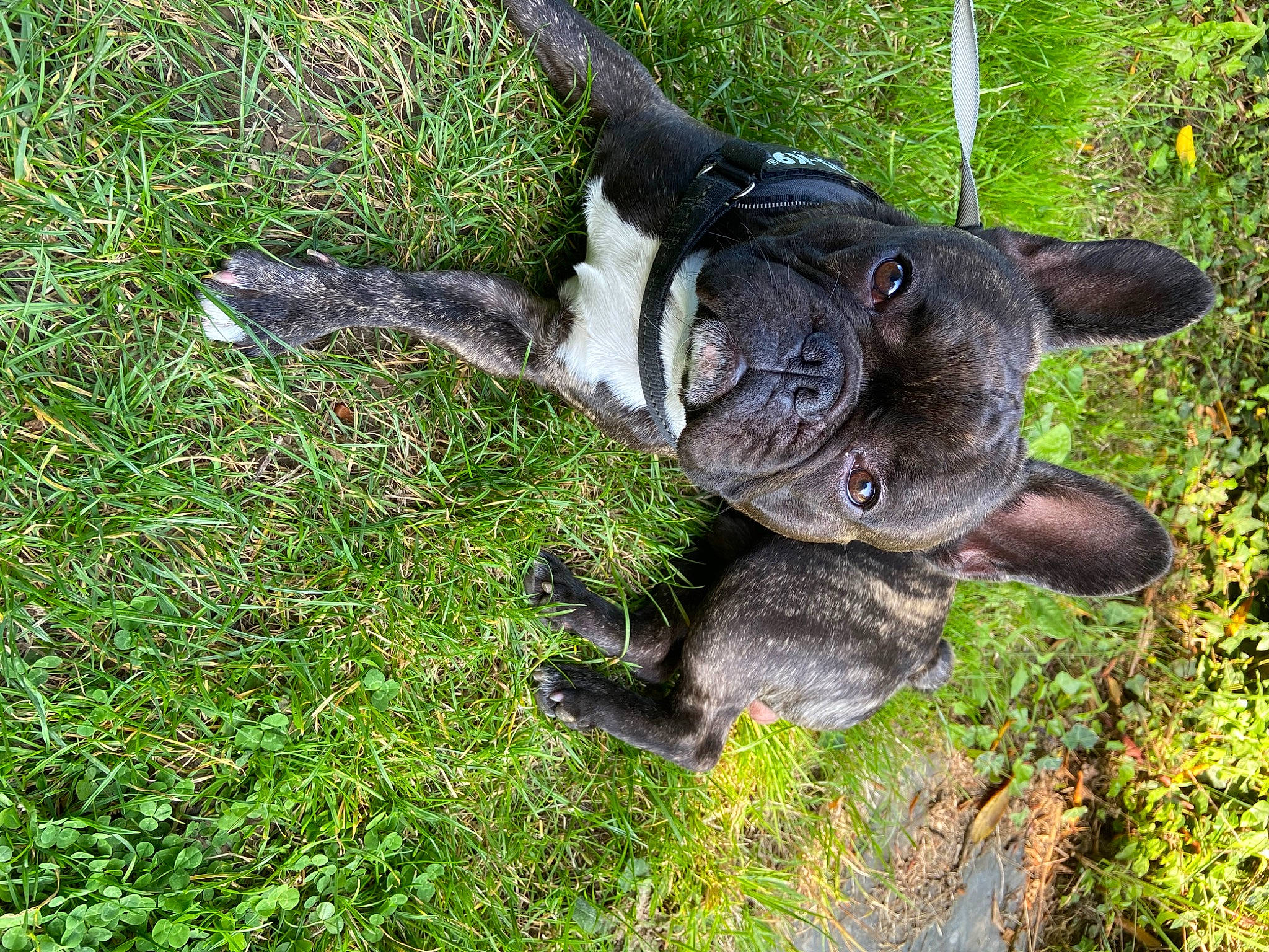 Fayco a rejoint le concours — aidez-le/la à gagner de superbes lots ! american_staffordshire_terrier, bulldog, canidae, carnivore, dog, dog_breed, fawn, french_bulldog, grass, mammal, non_sporting_group, snout, sporting_group, staffordshire_bull_terrier