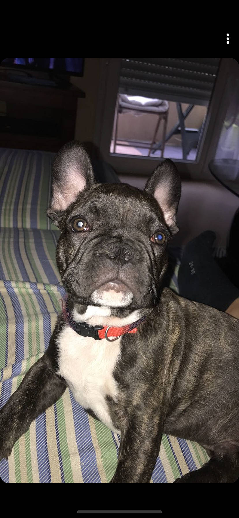 Fayco participe au concours pour gagner de l'argent avec cette photo : canidae, carnivore, companion_dog, dog, dog_breed, ear, fawn, french_bulldog, mammal, non_sporting_group, puppy, rare_breed_dog, snout, vertebrate