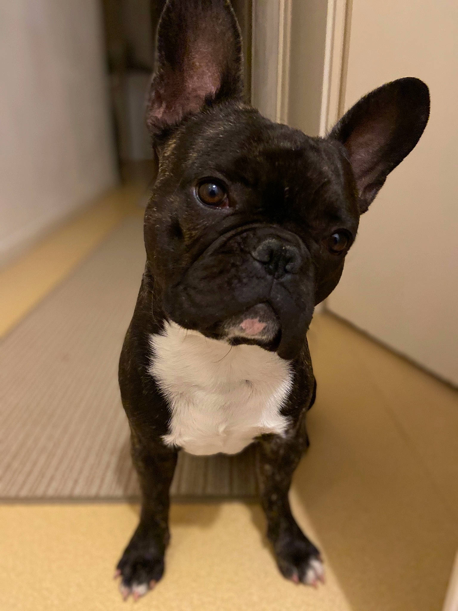 Fayco participe au concours pour gagner de l'argent avec cette photo : american_bulldog, bulldog, canidae, carnivore, companion_dog, dog, dog_breed, ear, eye, fawn, french_bulldog, mammal, molosser, non_sporting_group, puppy, rare_breed_dog, snout, toy_bulldog, vertebrate, whiskers