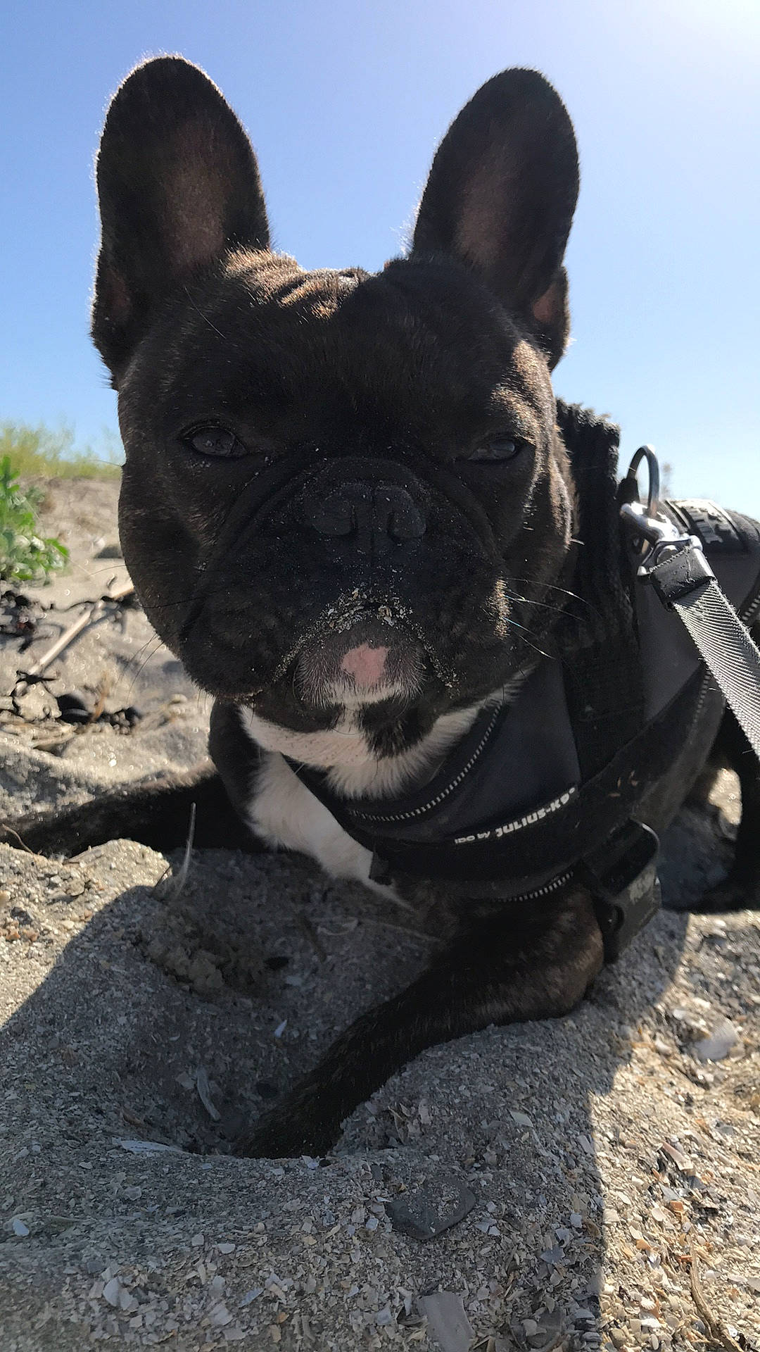Fayco participe au concours pour gagner de l'argent avec cette photo : bulldog, canidae, carnivore, companion_dog, dog, dog_breed, dog_collar, fawn, french_bulldog, leash, mammal, molosser, non_sporting_group, olde_english_bulldogge, snout, toy_bulldog, vertebrate