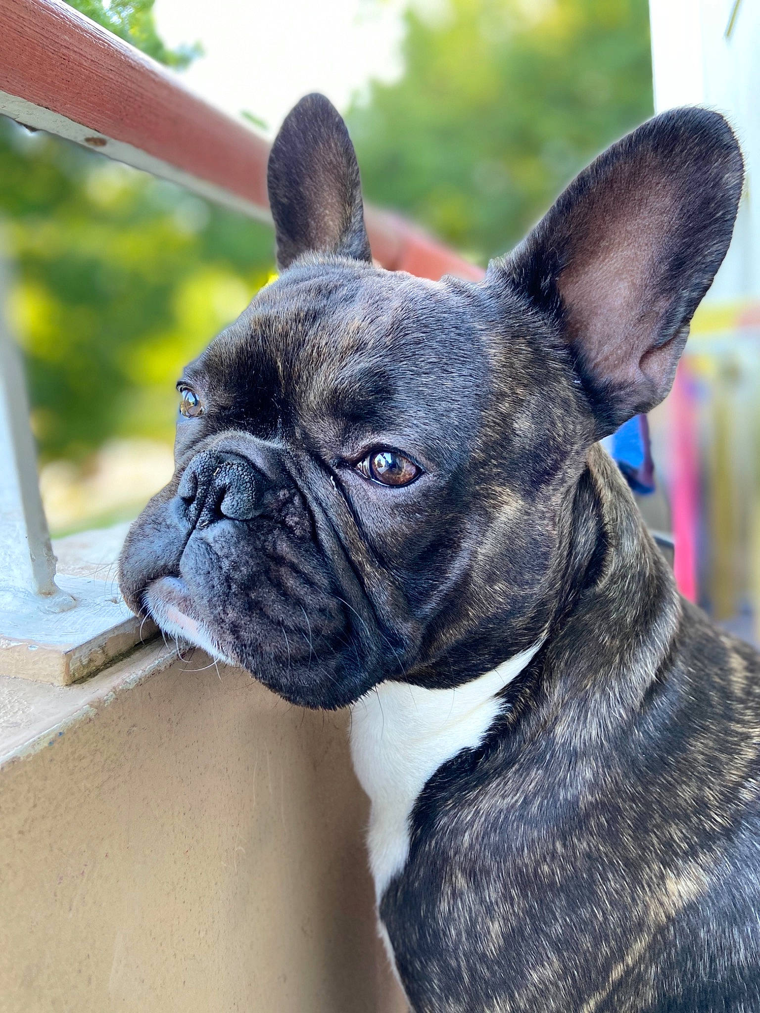 Fayco participe au concours pour gagner de l'argent avec cette photo : bulldog, canidae, carnivore, collar, companion_dog, dog, dog_breed, dog_collar, fawn, french_bulldog, mammal, molosser, non_sporting_group, olde_english_bulldogge, puppy, rare_breed_dog, snout, toy_bulldog, vertebrate, whiskers