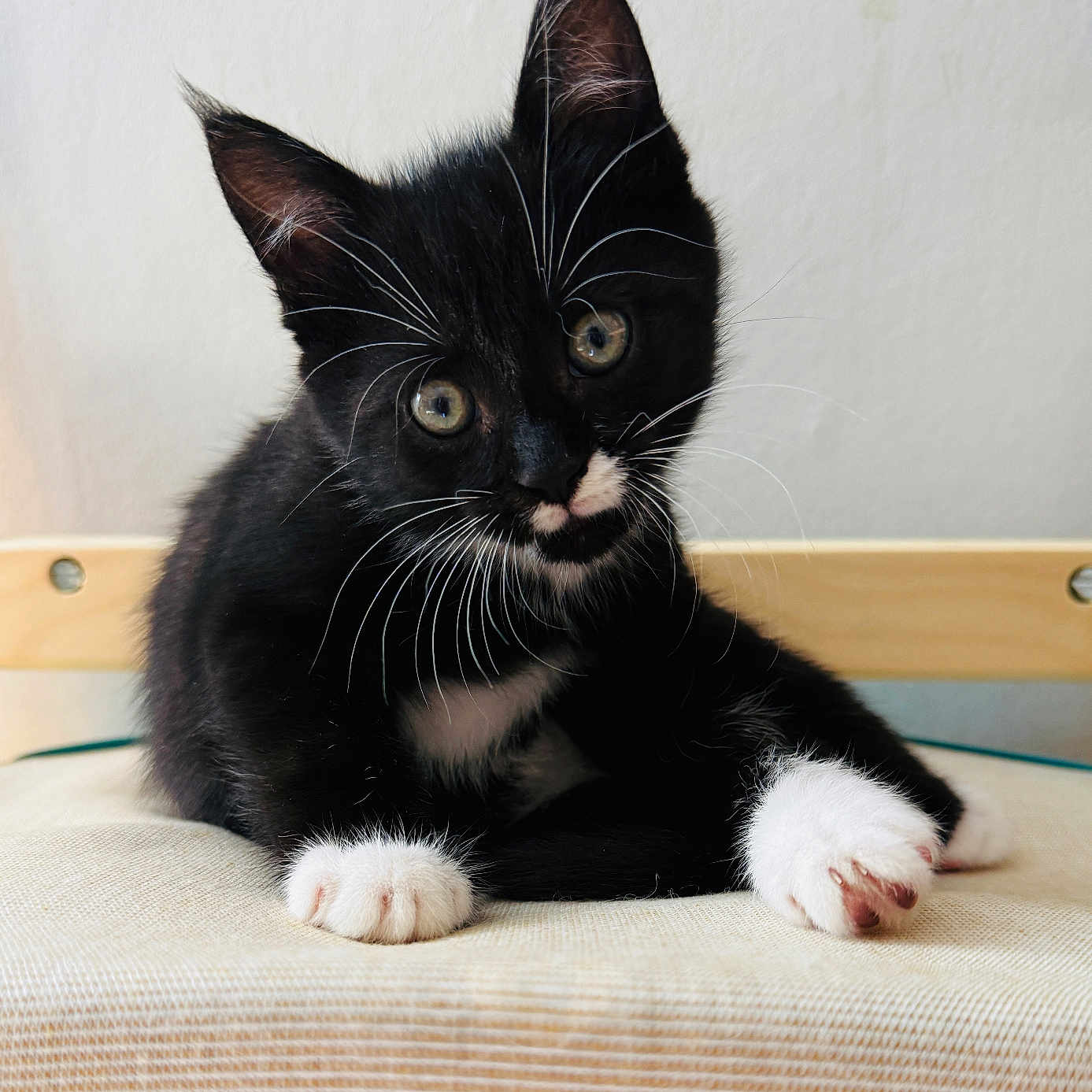 Athena a rejoint le concours — aidez-le/la à gagner de superbes lots ! animal, black_and_white, cat, closeup, curious, cute, feline, fur, head_tilt, indoor, kitten, paws, pet, portrait, resting, small, soft_light, texture, whiskers, young