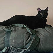 Rock joined the competition — help win amazing prizes! black_cat, cat, animal, pet, feline, lying_down, lounge, travel_bag, duffel_bag, luggage, fabric, gray, indoor, home, wall, portrait, staring, yellow_eyes, whiskers, photography