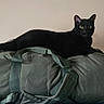 black_cat, cat, animal, pet, feline, lying_down, lounge, travel_bag, duffel_bag, luggage, fabric, gray, indoor, home, wall, portrait, staring, yellow_eyes, whiskers, photography