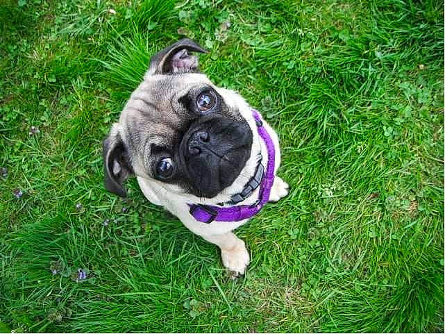 Cyrus joined the competition — help win amazing prizes! canidae, carnivore, collar, companion_dog, dog, dog_breed, dog_collar, fawn, garden_hose, grass, groundcover, lawn, plant, pug, snout, sporting_group, tail, toy_dog, tree, working_animal