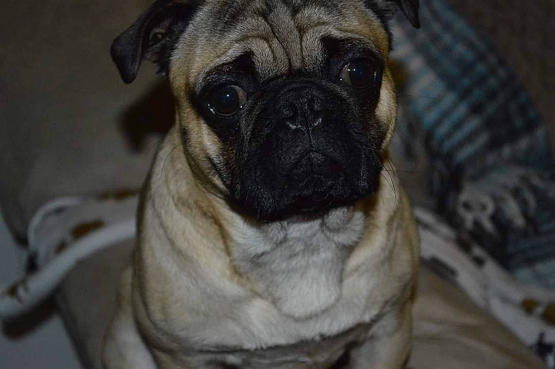 Cyrus joined the competition — help win amazing prizes! ancient_dog_breeds, canidae, carnivore, companion_dog, dog, dog_breed, eye, fawn, fur, head, non_sporting_group, pug, puppy, snout, sporting_group, terrestrial_animal, toy_dog, whiskers, wrinkle