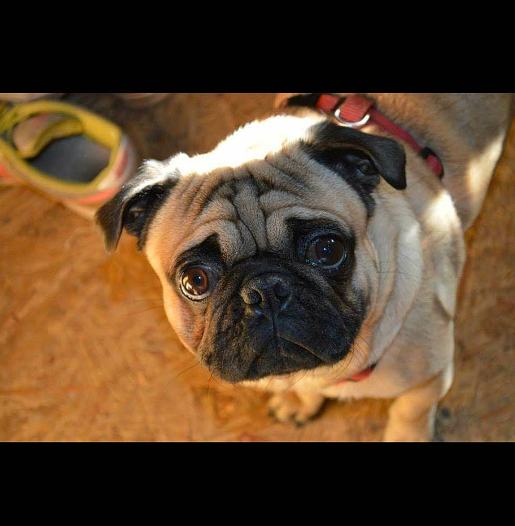 Cyrus joined the competition — help win amazing prizes! ancient_dog_breeds, canidae, carnivore, companion_dog, dog, dog_breed, event, fawn, fur, non_sporting_group, photo_caption, pug, puppy, puppy_love, snout, sporting_group, terrestrial_animal, toy_dog, whiskers, wrinkle