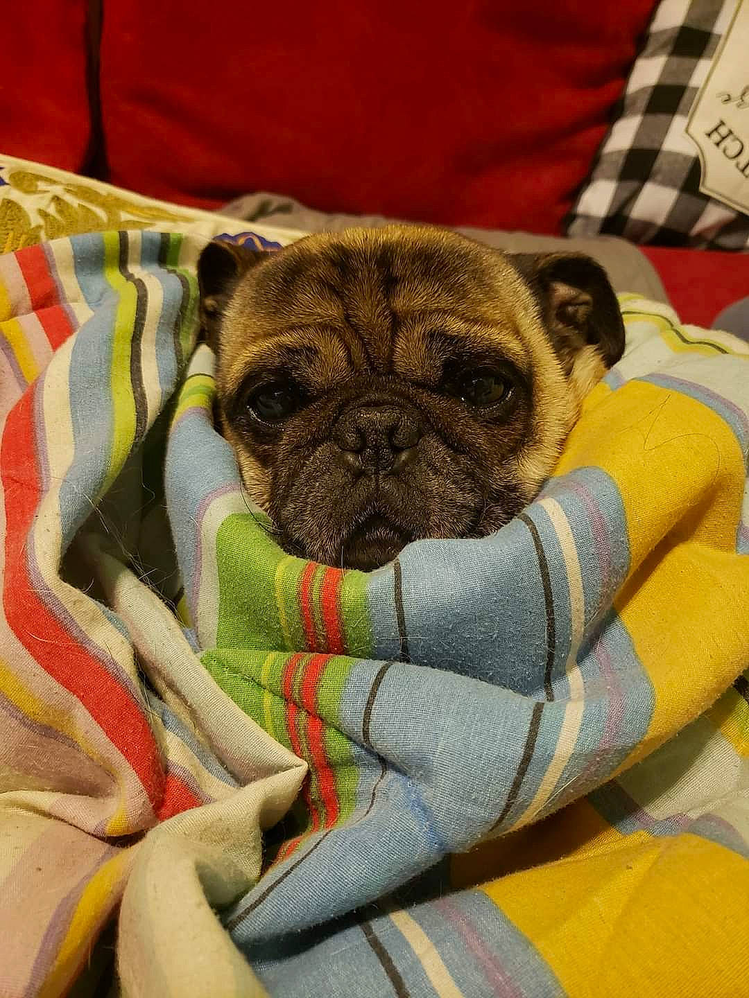 Cyrus is registered to the contest to win money with this photo: canidae, carnivore, comfort, companion_dog, dog, dog_breed, ear, fawn, fur, linens, pattern, pug, reflex_camera, snout, sporting_group, terrestrial_animal, toy_dog, whiskers, working_animal, wrinkle