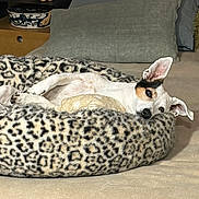 Lily participe au concours pour gagner de l'argent avec cette photo : animal, bed, comfortable, companion, cozy, cute, dog, domestic, ears, fur, furniture, home, indoor, leopard_print, pet, pillow, relaxed, resting, sleeping_area, small_dog