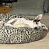 animal, bed, comfortable, companion, cozy, cute, dog, domestic, ears, fur, furniture, home, indoor, leopard_print, pet, pillow, relaxed, resting, sleeping_area, small_dog