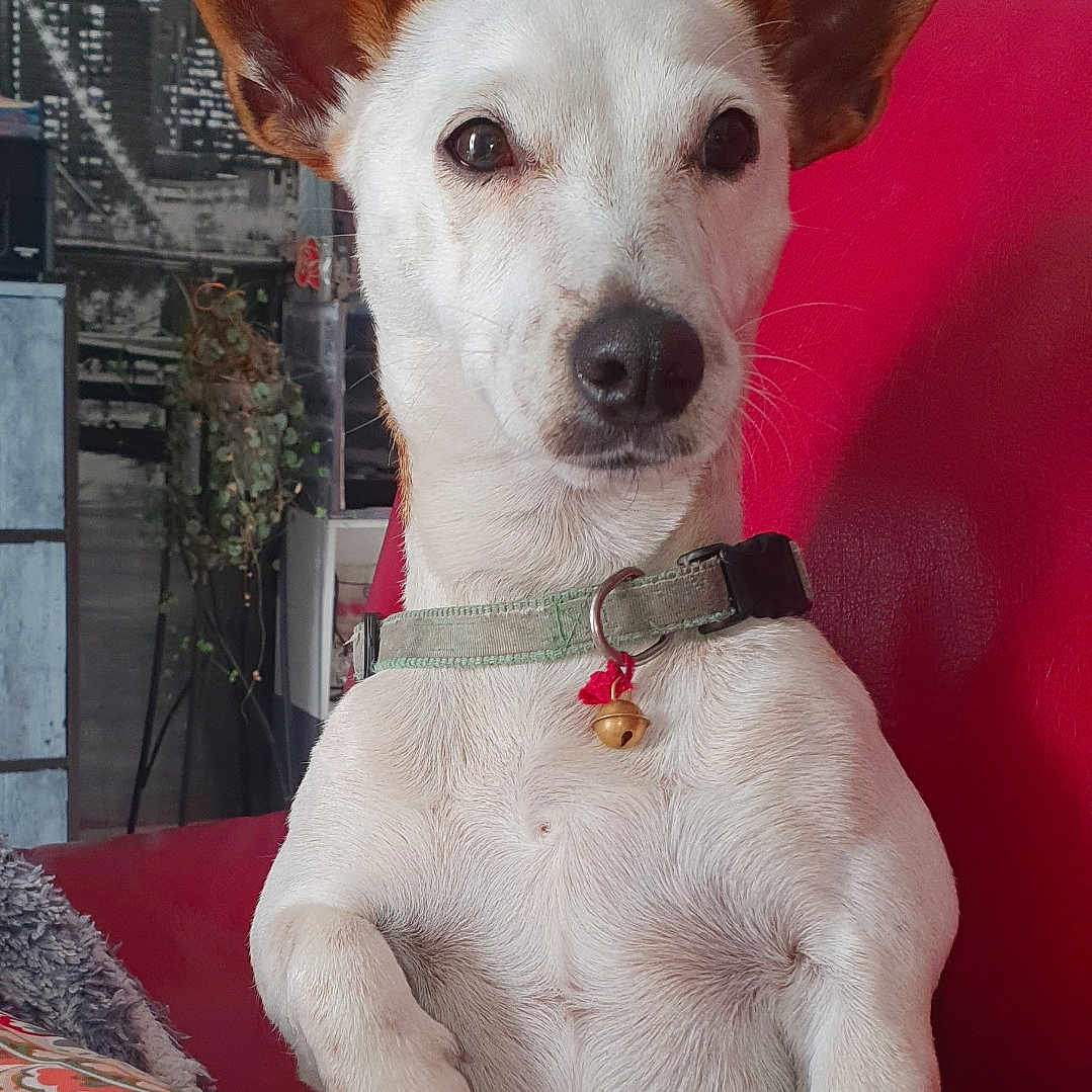 Nala a rejoint le concours — aidez-le/la à gagner de superbes lots ! bell, chair, closeup, collar, curious, cushion, dog, domestic_animal, ears, furniture, home_interior, indoor, patterned_fabric, pet, photographs, plant, red_chair, sitting, wall, white_fur