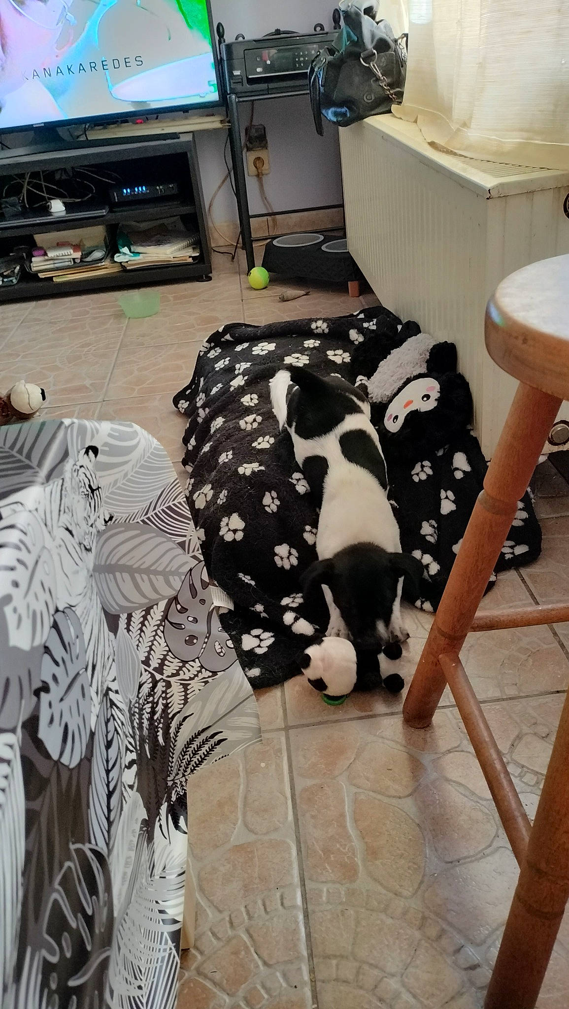 Lilly a rejoint le concours — aidez-le/la à gagner de superbes lots ! automotive_design, carnivore, comfort, companion_dog, dalmatian, fawn, felidae, floor, flooring, hardwood, linens, living_room, mammal, pattern, room, television, textile, vertebrate, wood, working_animal