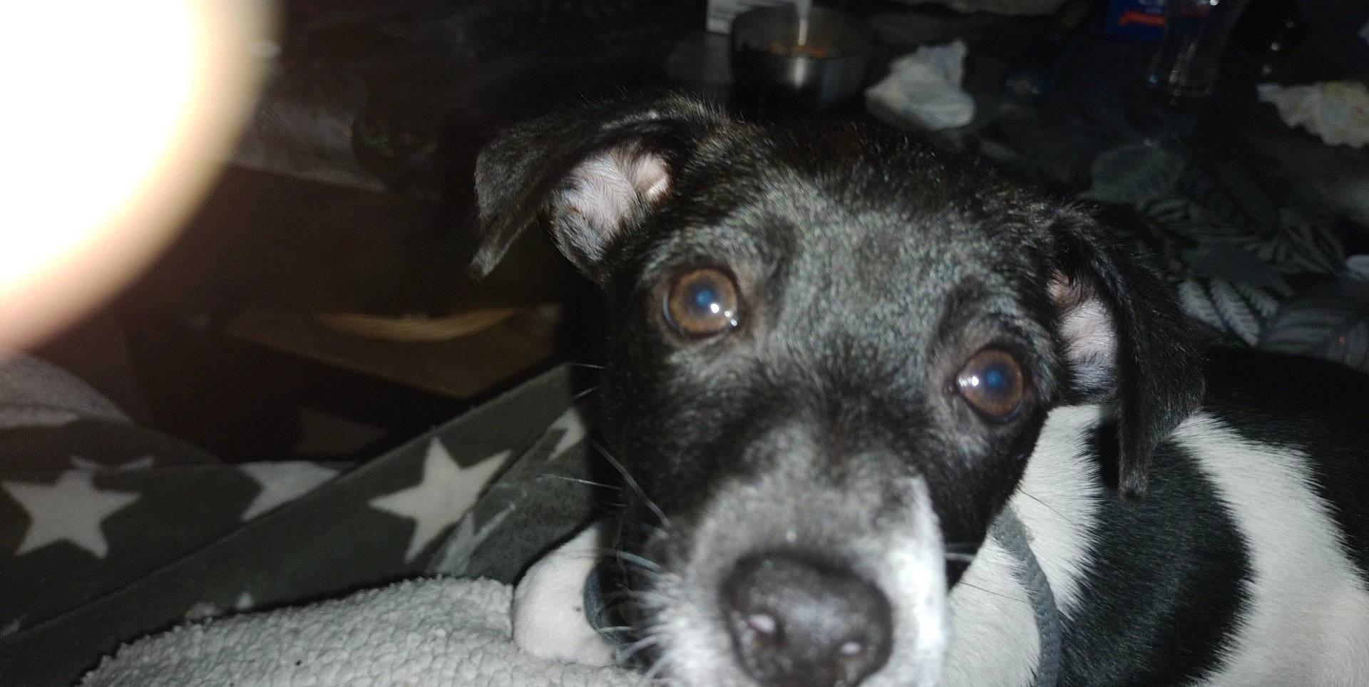 Lilly a rejoint le concours — aidez-le/la à gagner de superbes lots ! borador, canidae, carnivore, companion_dog, dog, dog_breed, ear, fur, guard_dog, laptop, non_sporting_group, puppy, snout, sporting_group, terrestrial_animal, whiskers, working_animal