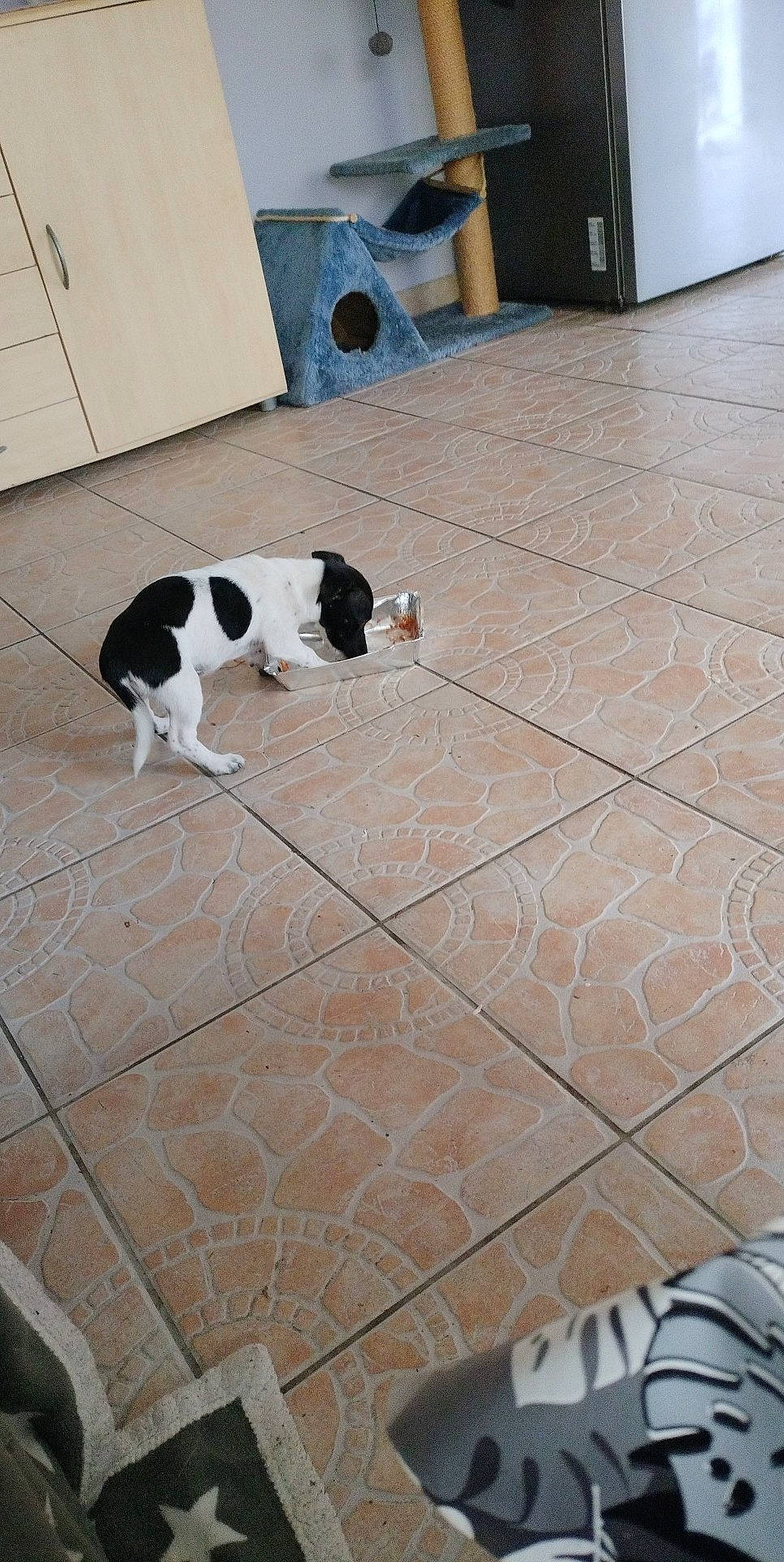 Lilly a rejoint le concours — aidez-le/la à gagner de superbes lots ! black, carnivore, collar, companion_dog, dog, dog_breed, felidae, floor, flooring, hardwood, laminate_flooring, pattern, pet_supply, tail, tile, tile_flooring, wall, white, wood, wood_flooring