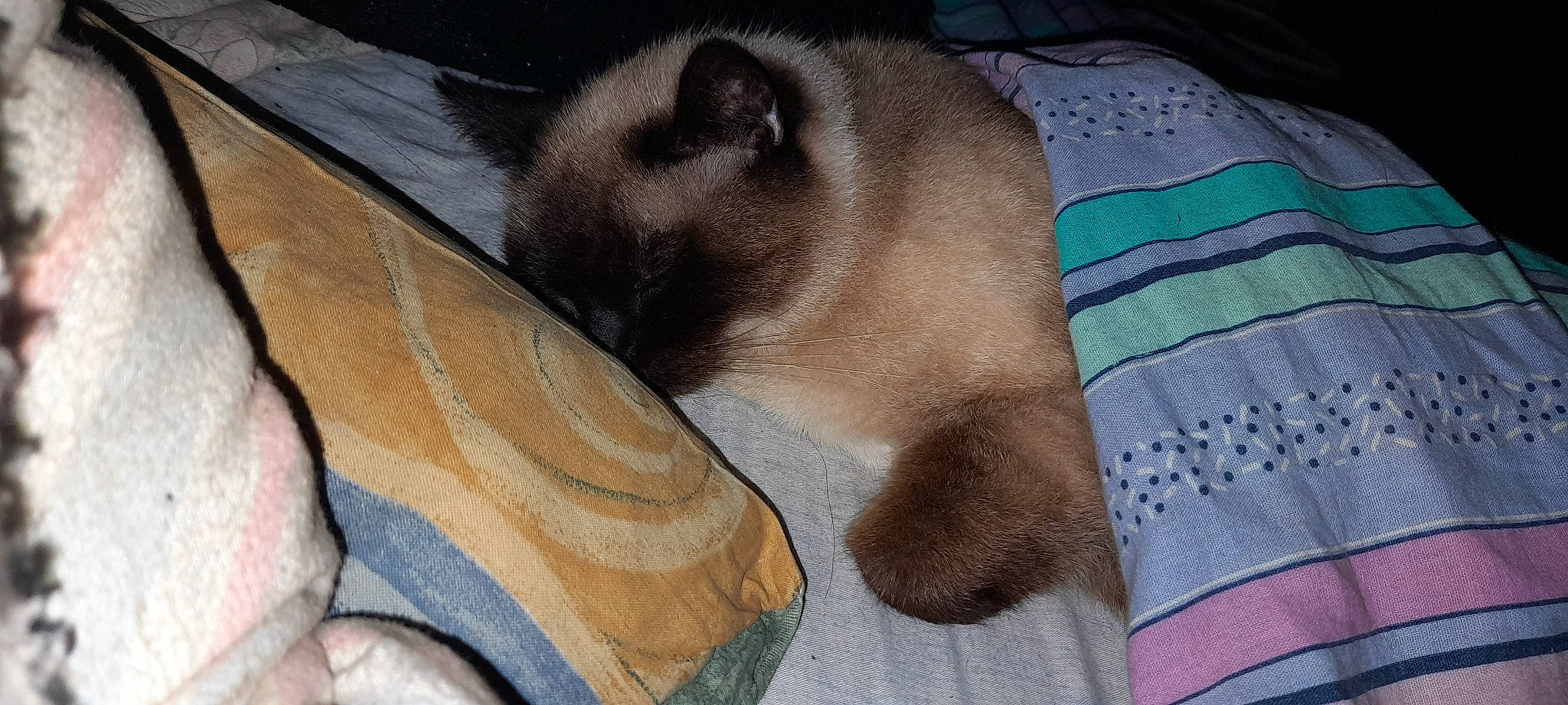 Kenza participe au concours pour gagner de l'argent avec cette photo : balinese, birman, carnivore, cat, comfort, dog_breed, fawn, felidae, foot, fur, linens, nap, pattern, paw, siamese, small_to_medium_sized_cats, snout, tail, thai, whiskers