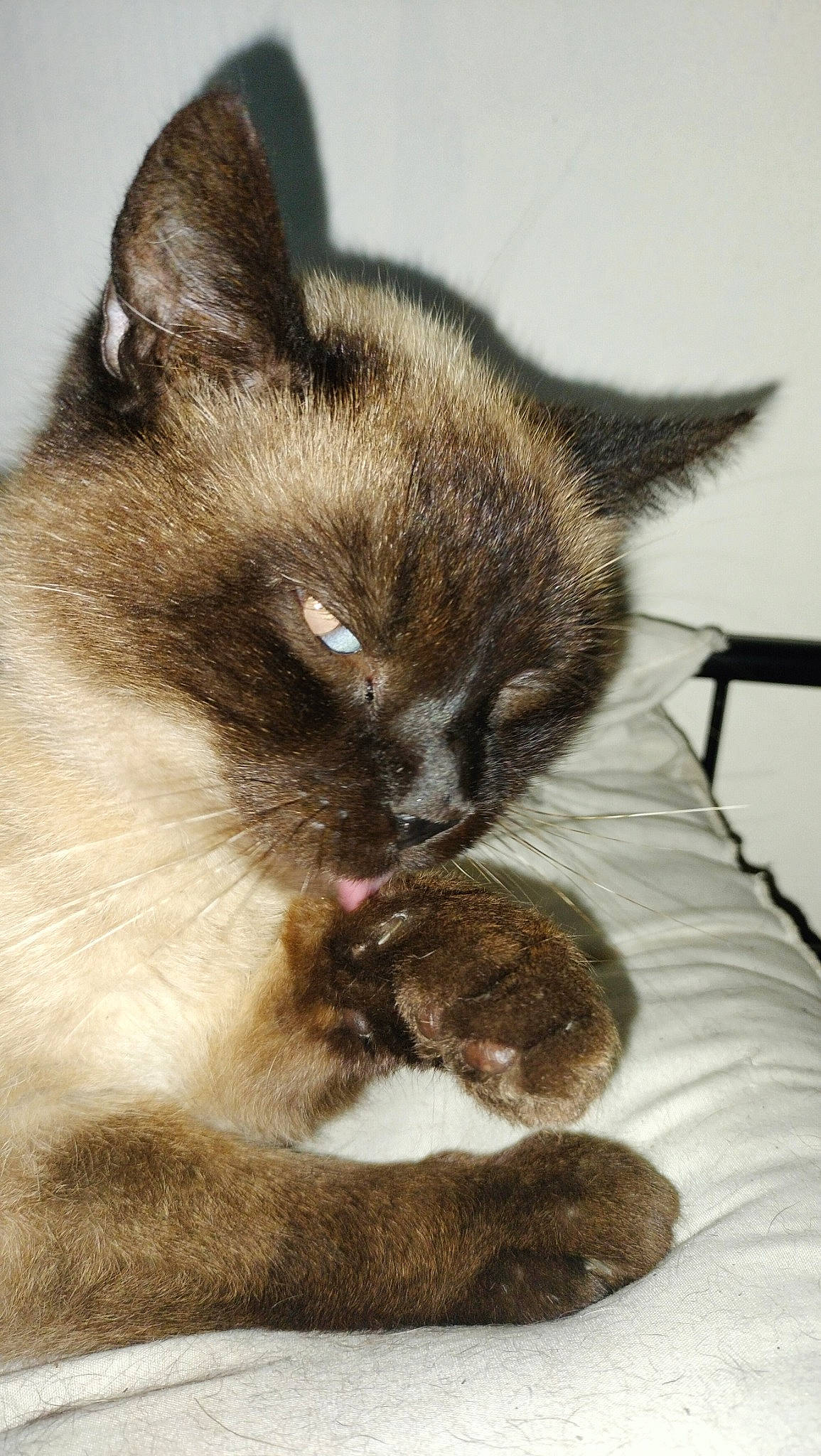 Kenza participe au concours pour gagner de l'argent avec cette photo : carnivore, cat, claw, comfort, domestic_short_haired_cat, fawn, felidae, fur, paw, siamese, small_to_medium_sized_cats, snout, tail, terrestrial_animal, thai, whiskers, wildlife