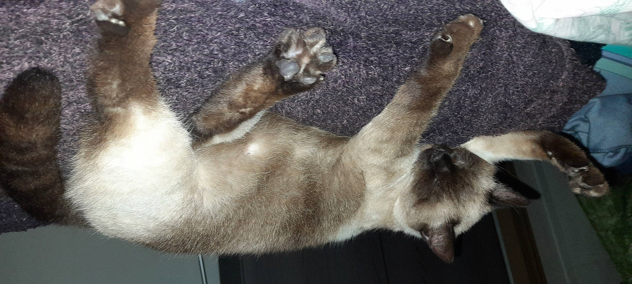 Kenza participe au concours pour gagner de l'argent avec cette photo : carnivore, cat, claw, comfort, dog_breed, fawn, felidae, foot, fur, paw, siamese, small_to_medium_sized_cats, snout, tail, terrestrial_animal, whiskers