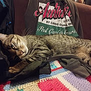 Laurent Ribeiro participe au concours pour gagner de l'argent avec cette photo : animal, blanket, cat, colorful, couch, cozy, crochet, fur, green_eyes, indoors, lying_down, person, pet, portrait, relaxed, shirt, sleeping, striped, tabby_cat, whiskers