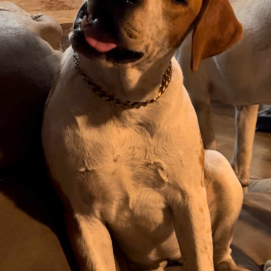 Rana