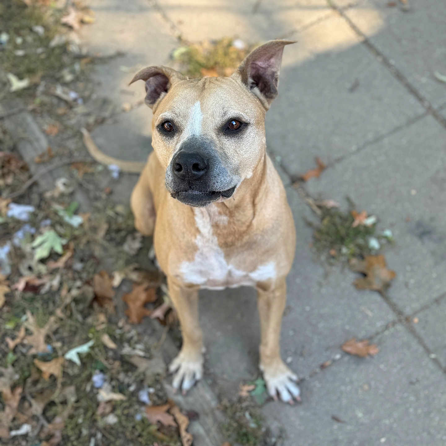 Dany is registered to the contest to win money with this photo: accessories, animal, boxer, bulldog, canine, clothing, dog, flagstone, footwear, hound, leash, path, pet, pitbull, road, shoe, sidewalk, slate, strap, walkway