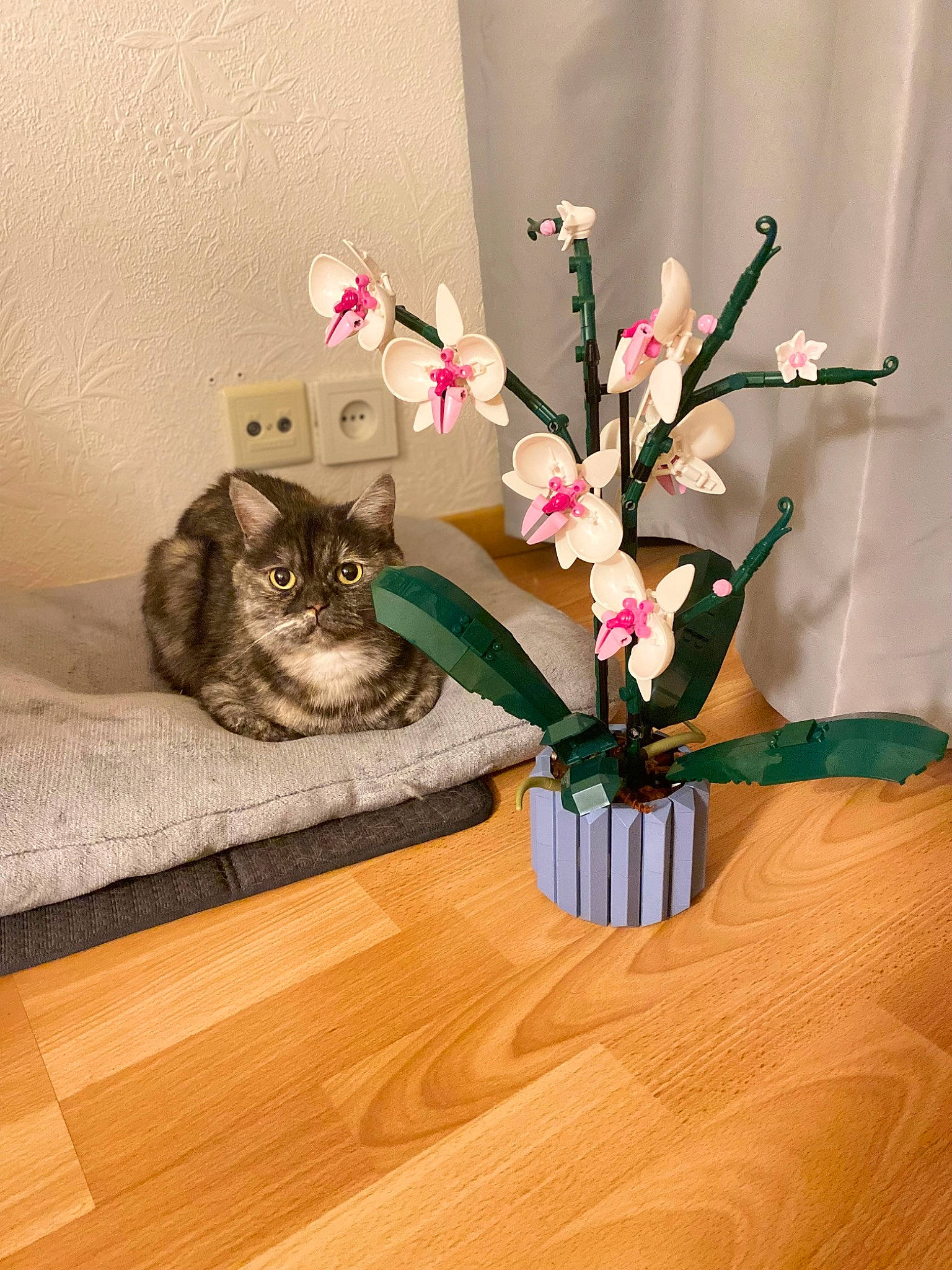 Nina participe au concours pour gagner de l'argent avec cette photo : carnivore, cat, felidae, floor, flooring, flower, flower_arranging, flowerpot, grey, hardwood, houseplant, interior_design, petal, plant, small_to_medium_sized_cats, table, textile, twig, vase, wood