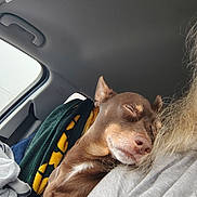 Buddy joined the competition — help win amazing prizes! blanket, brown_dog, calm, car, close_up, comfort, companion, cozy, dog, fur, human, indoor, pet, relaxation, resting, seatbelt, shoulder, sleeping, travel, window