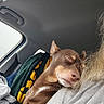 blanket, brown_dog, calm, car, close_up, comfort, companion, cozy, dog, fur, human, indoor, pet, relaxation, resting, seatbelt, shoulder, sleeping, travel, window