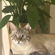 Titi participe au concours pour gagner de l'argent avec cette photo : cat, tabby, pet, animal, feline, fluffy, striped, green_eyes, whiskers, ears, paws, lying_down, sitting, indoors, houseplant, leaves, shelf, portrait, close_up, calm