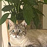 cat, tabby, pet, animal, feline, fluffy, striped, green_eyes, whiskers, ears, paws, lying_down, sitting, indoors, houseplant, leaves, shelf, portrait, close_up, calm