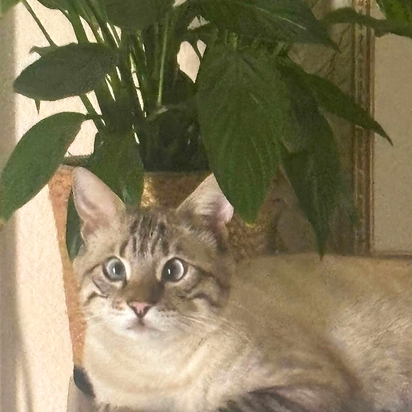 Titi