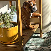 Akka a rejoint le concours — aidez-le/la à gagner de superbes lots ! bulldog, collar, dog, home_interior, indoor, patterned_rug, paw, pet, plant, portrait, pot, rug, shadow, shelf, sitting, sunlight, table, wooden_shelf, wrinkled_face, yellow_pot