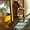 bulldog, collar, dog, home_interior, indoor, patterned_rug, paw, pet, plant, portrait, pot, rug, shadow, shelf, sitting, sunlight, table, wooden_shelf, wrinkled_face, yellow_pot