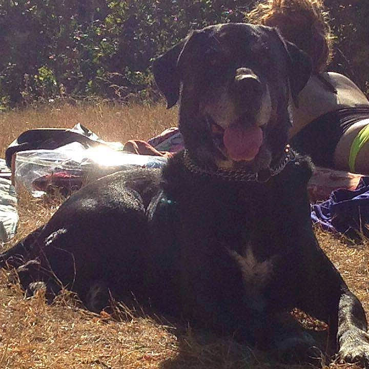 Benjy a rejoint le concours — aidez-le/la à gagner de superbes lots ! borador, canidae, carnivore, companion_dog, dog, dog_breed, hunting_dog, labrador_retriever, retriever, sporting_group, vertebrate