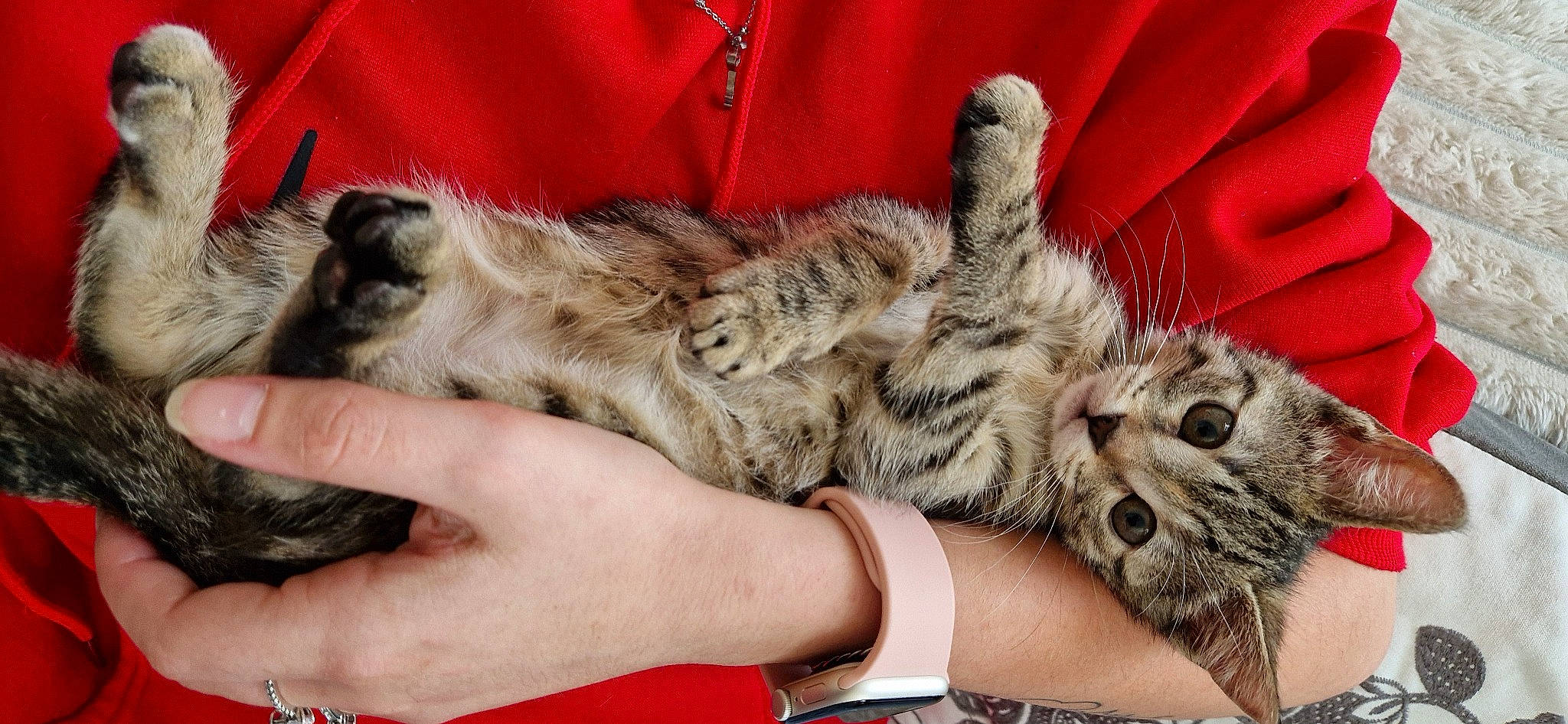 Joy a rejoint le concours — aidez-le/la à gagner de superbes lots ! bracelet, carnivore, cat, claw, comfort, domestic_short_haired_cat, felidae, fur, hand, nail, paw, small_to_medium_sized_cats, snout, terrestrial_animal, whiskers, wildlife, wrist