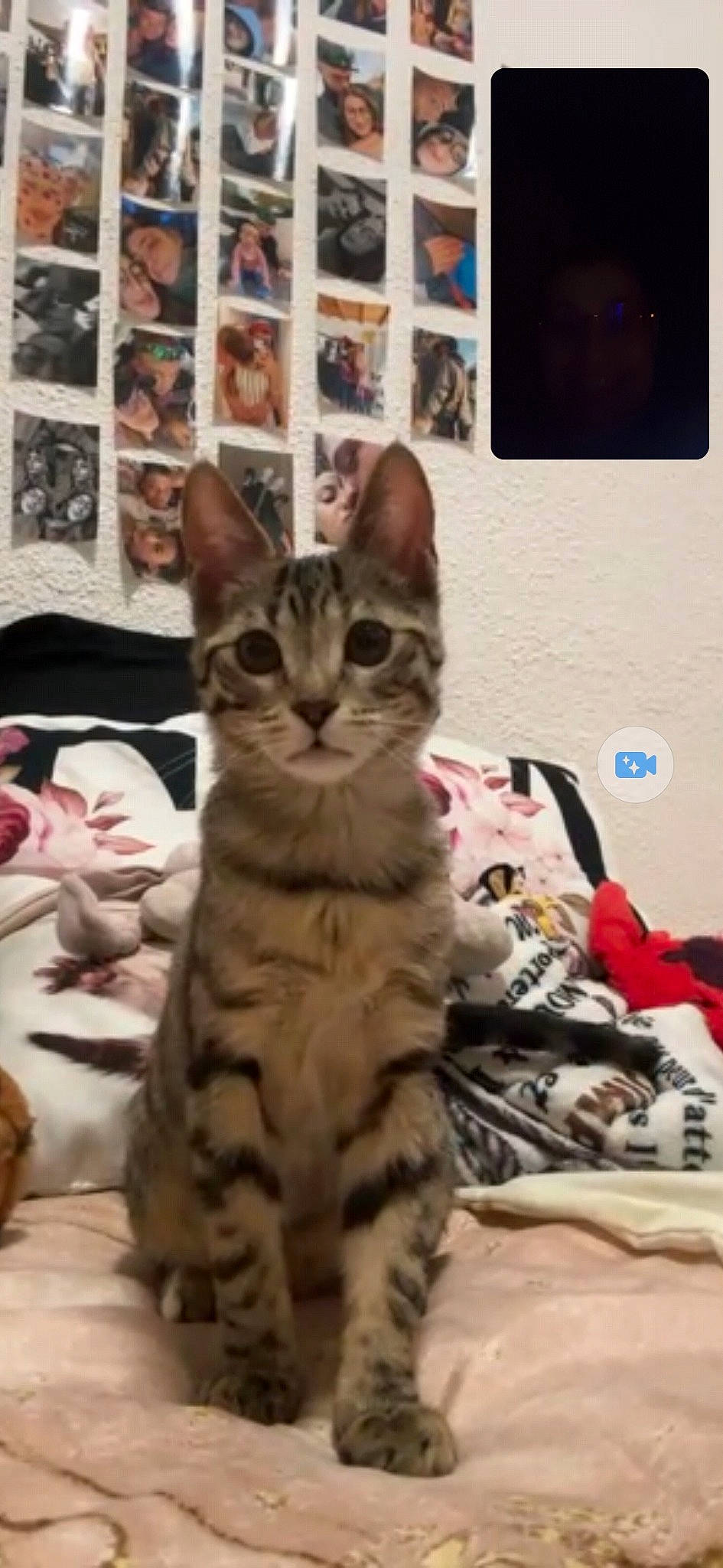 Joy a rejoint le concours — aidez-le/la à gagner de superbes lots ! art, carnivore, cat, comfort, domestic_short_haired_cat, felidae, fur, paw, picture_frame, sitting, small_to_medium_sized_cats, snout, terrestrial_animal, visual_arts, whiskers, wildlife