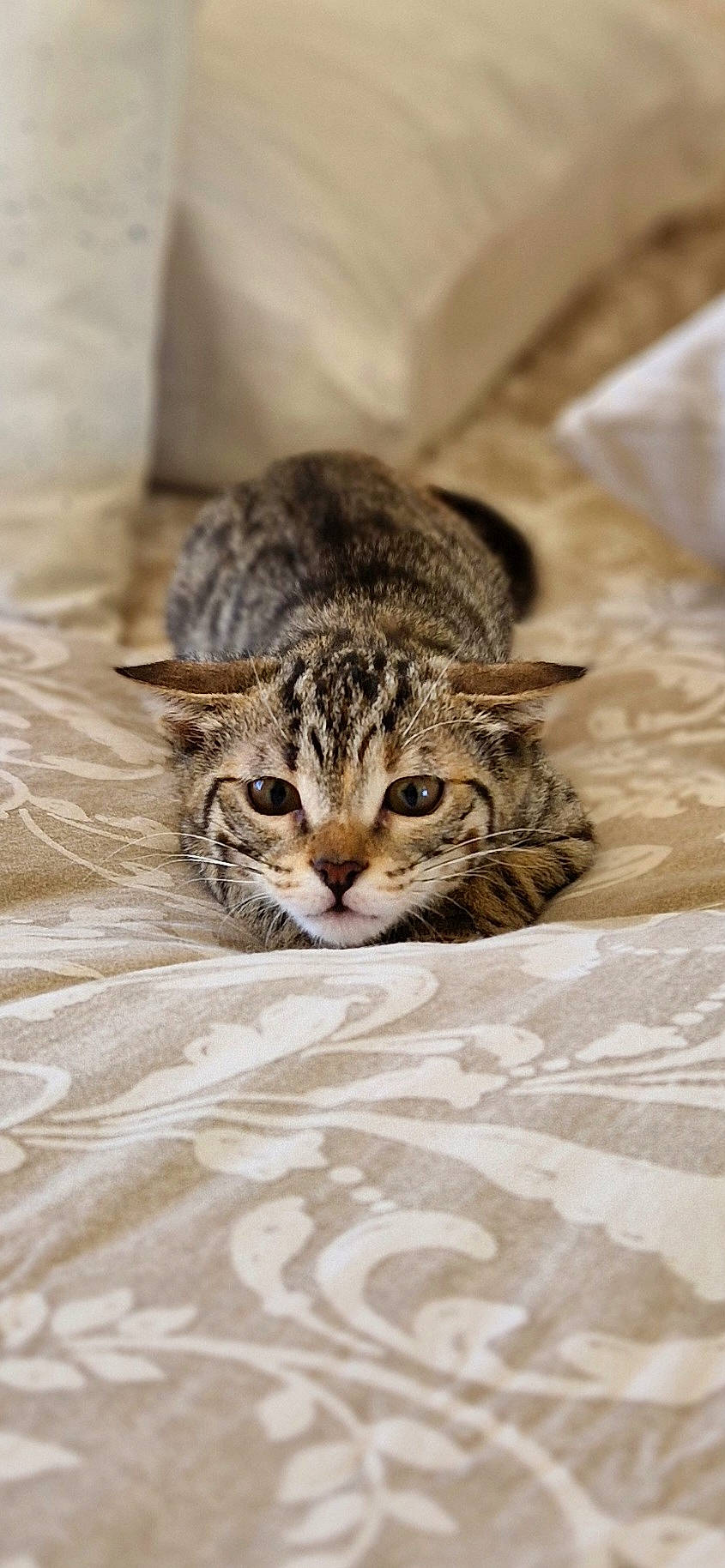 Joy a rejoint le concours — aidez-le/la à gagner de superbes lots ! carnivore, cat, claw, domestic_short_haired_cat, felidae, flooring, fur, paw, small_to_medium_sized_cats, snout, tail, terrestrial_animal, whiskers, wildlife, wood