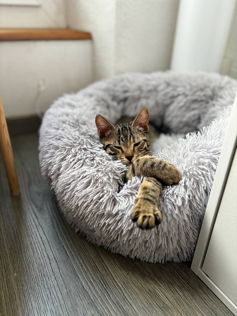 Joy participe au concours pour gagner de l'argent avec cette photo : bed, carnivore, cat, comfort, couch, felidae, floor, flooring, fur, grey, hardwood, linens, living_room, room, small_to_medium_sized_cats, snout, tail, textile, whiskers, wood